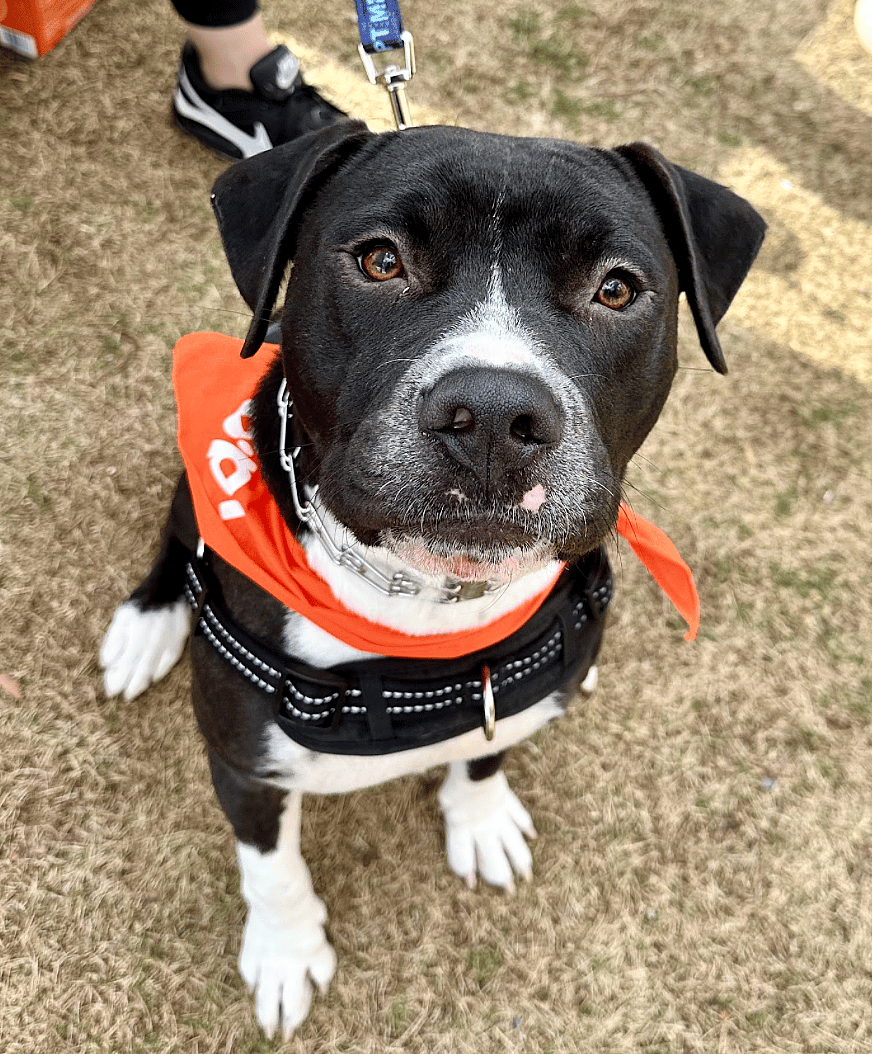 Mac up for Adoption