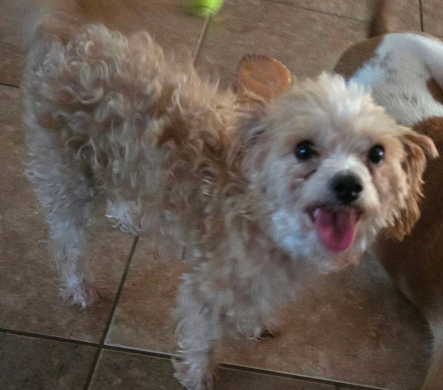 Maggie - Poodle (Toy)