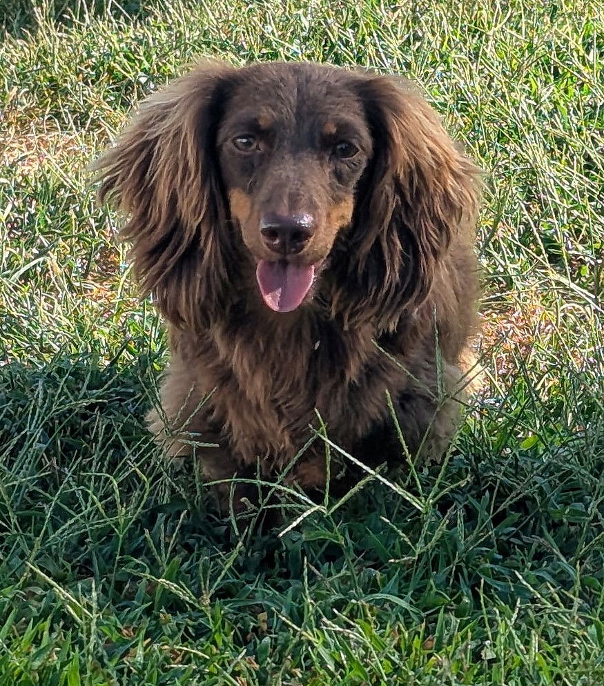 Chewy in TN - Dachshund