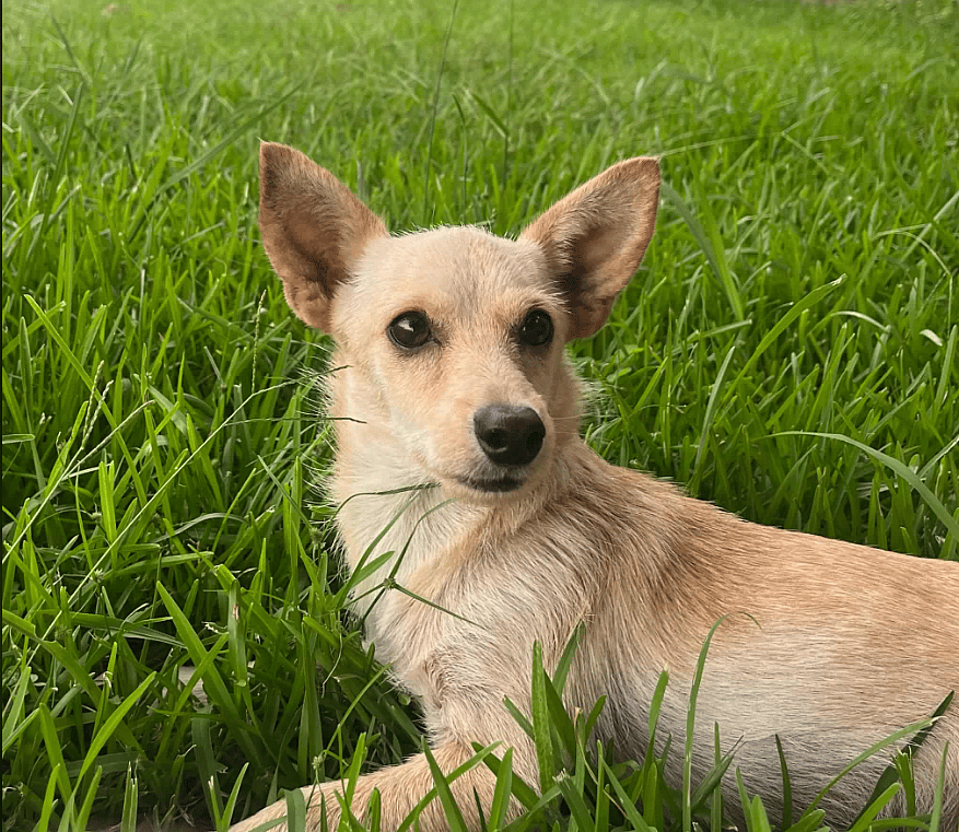 Channing in RI - Chihuahua