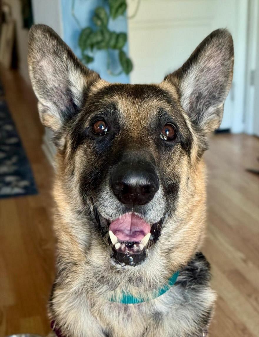 *CHIVE - German Shepherd Dog