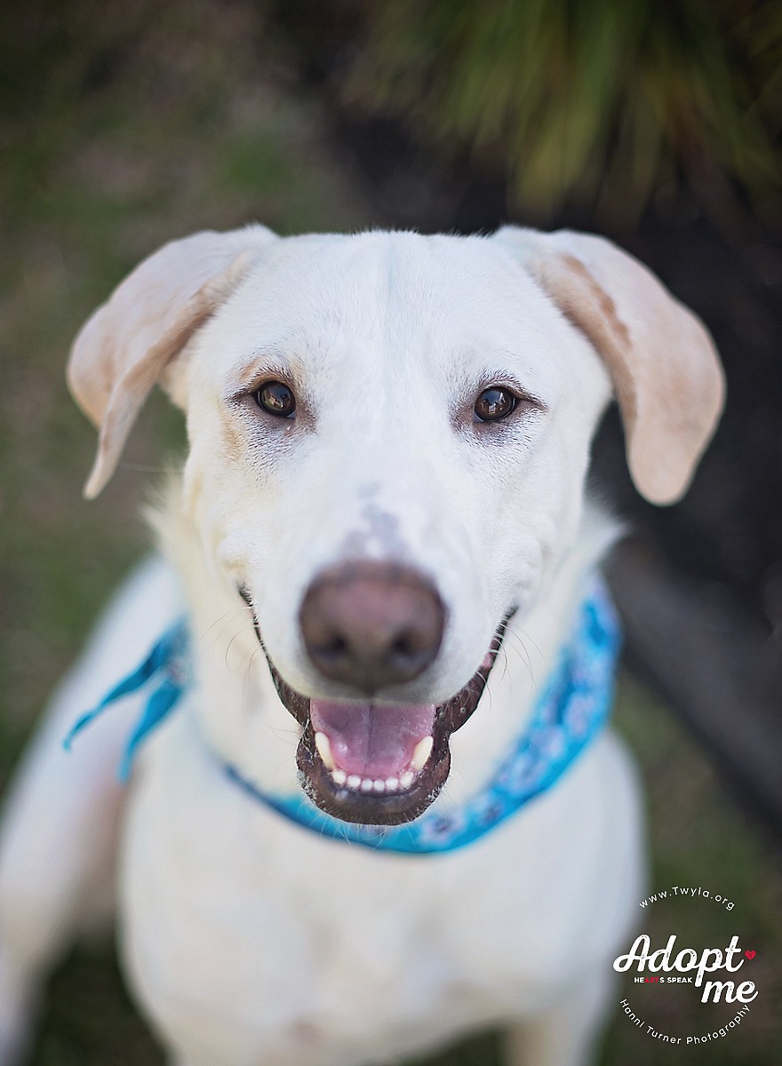 Charlie Brown up for Adoption