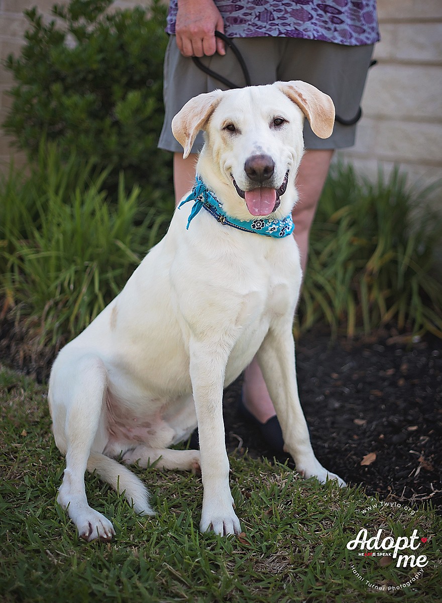 Charlie Brown up for Adoption