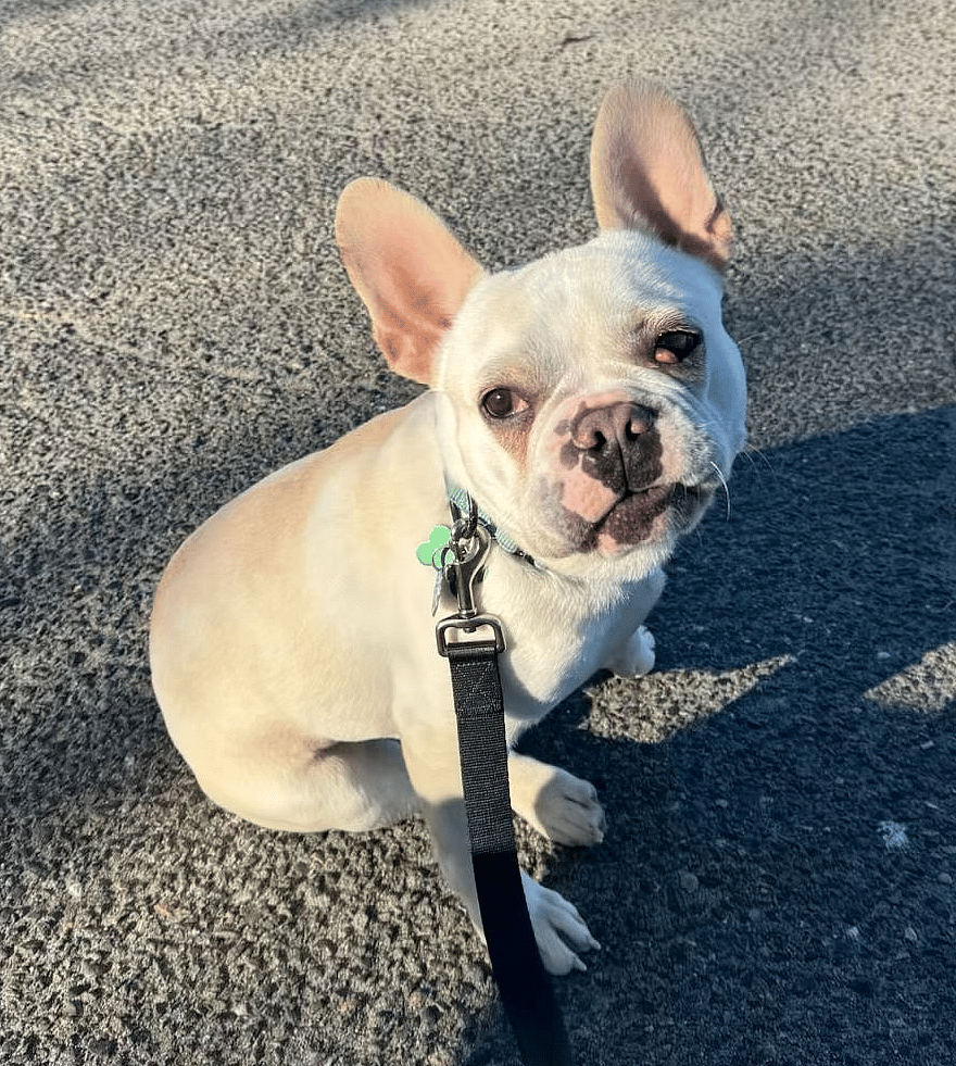 Biscuit