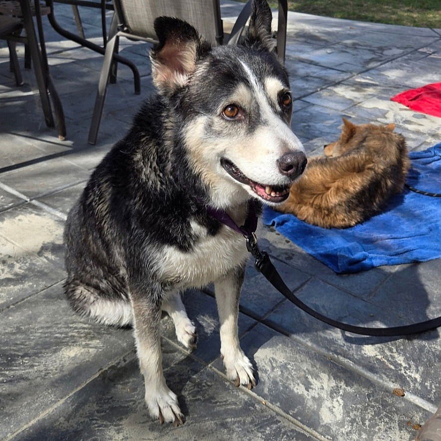 Tamara - Adopt Me! - Siberian Husky