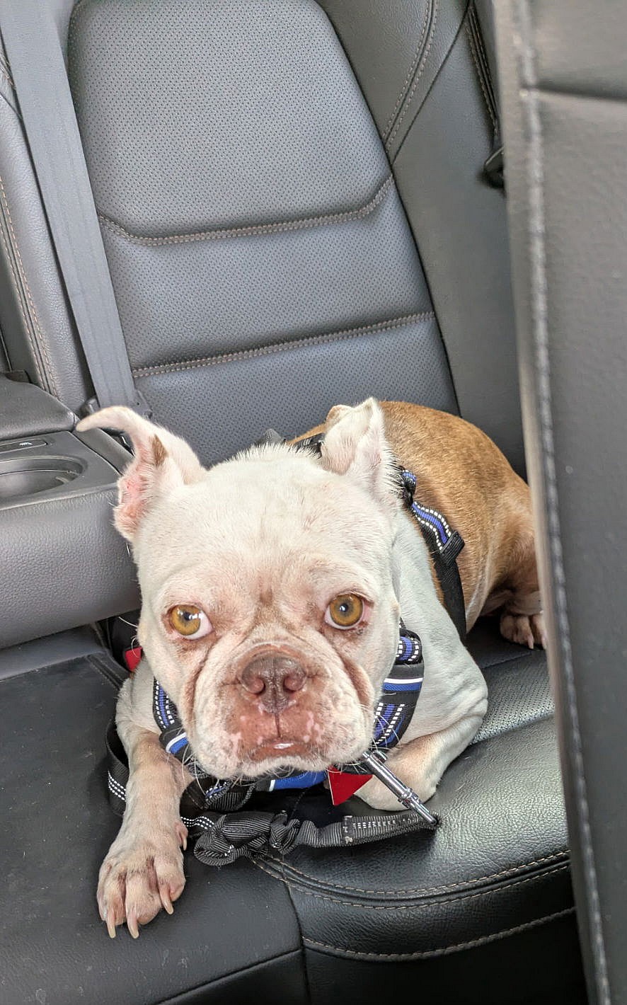 Jazzy - Boston Terrier