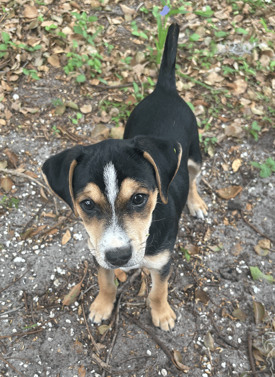 Houdini ADOPTION PENDING