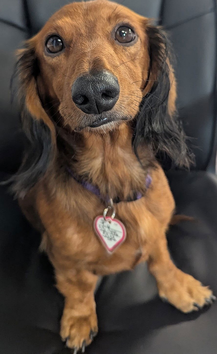 Pip in NC - Dachshund