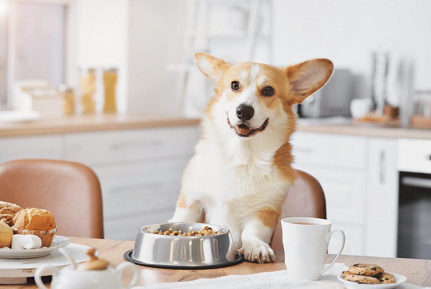 Best Dog Food for Corgis