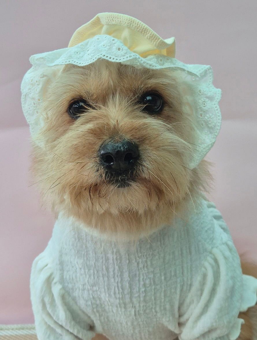 CHAEAH - Cairn Terrier