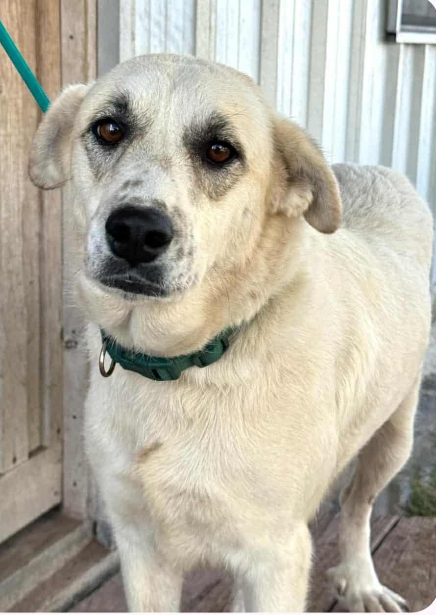 Pearl - Great Pyrenees