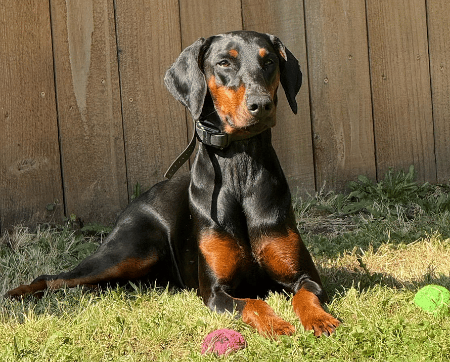 Peach - Doberman Pinscher