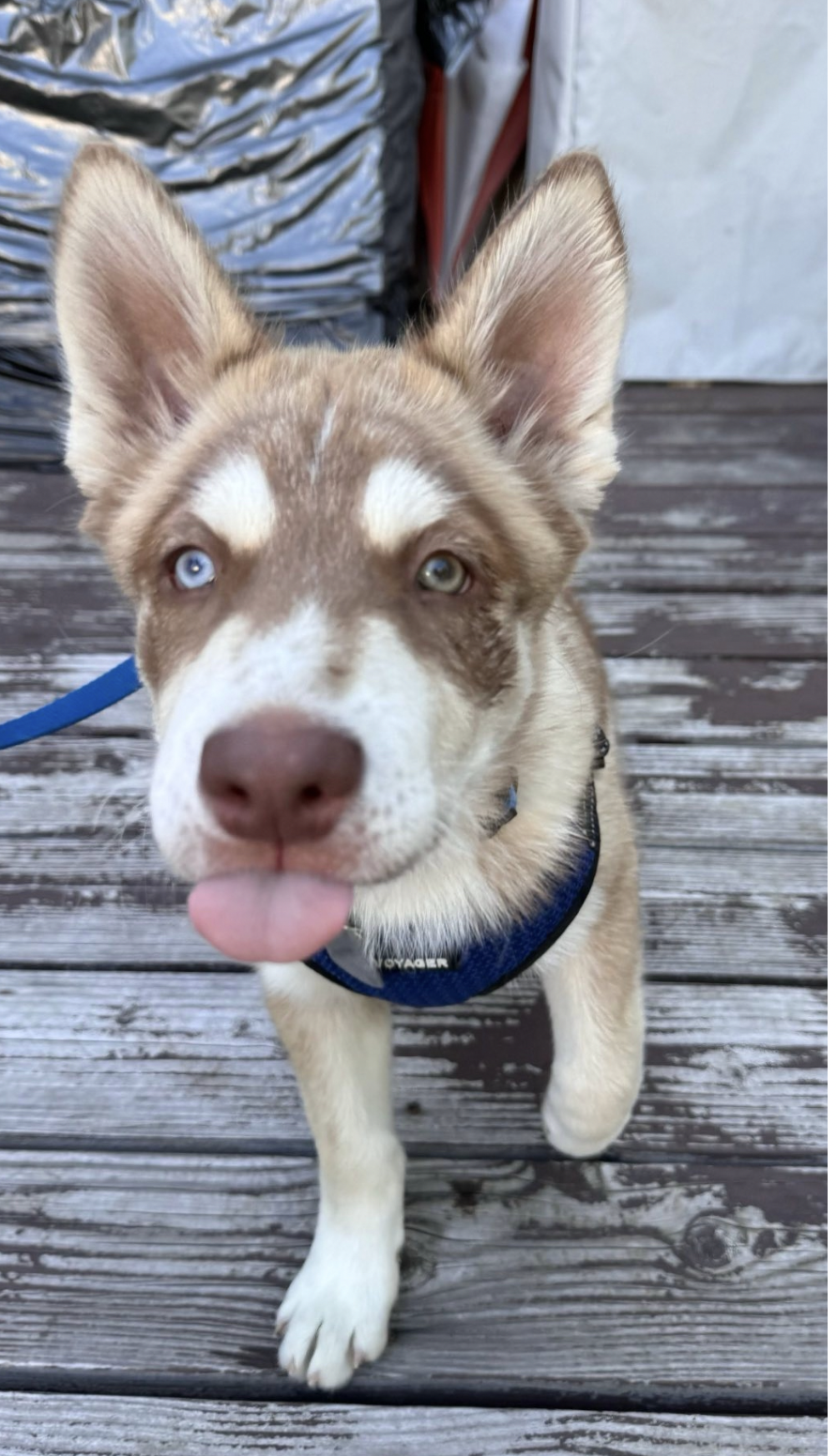Buster up for Adoption
