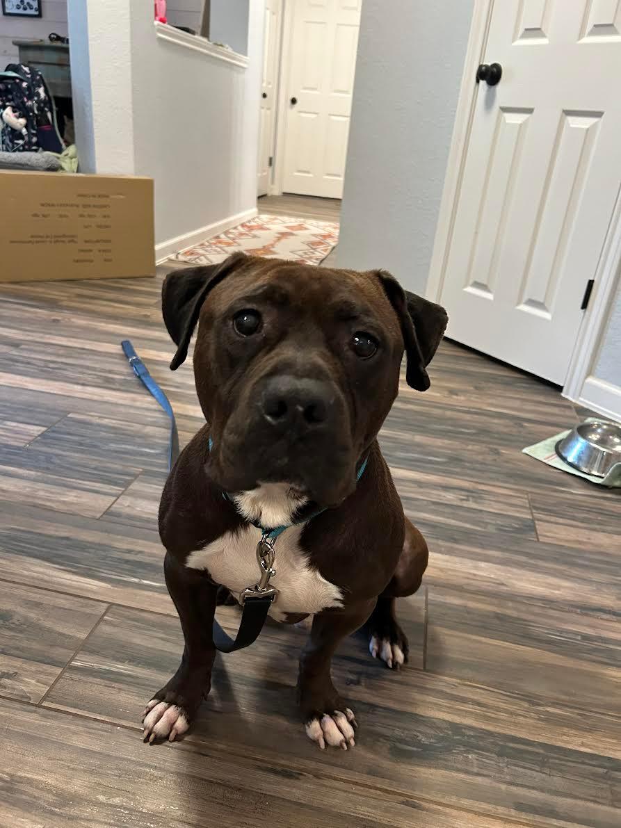 Dr. Wiggles up for Adoption