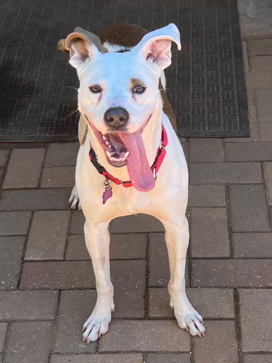 TEDDY - Sweet Young Guy! Loves People/Dogs
