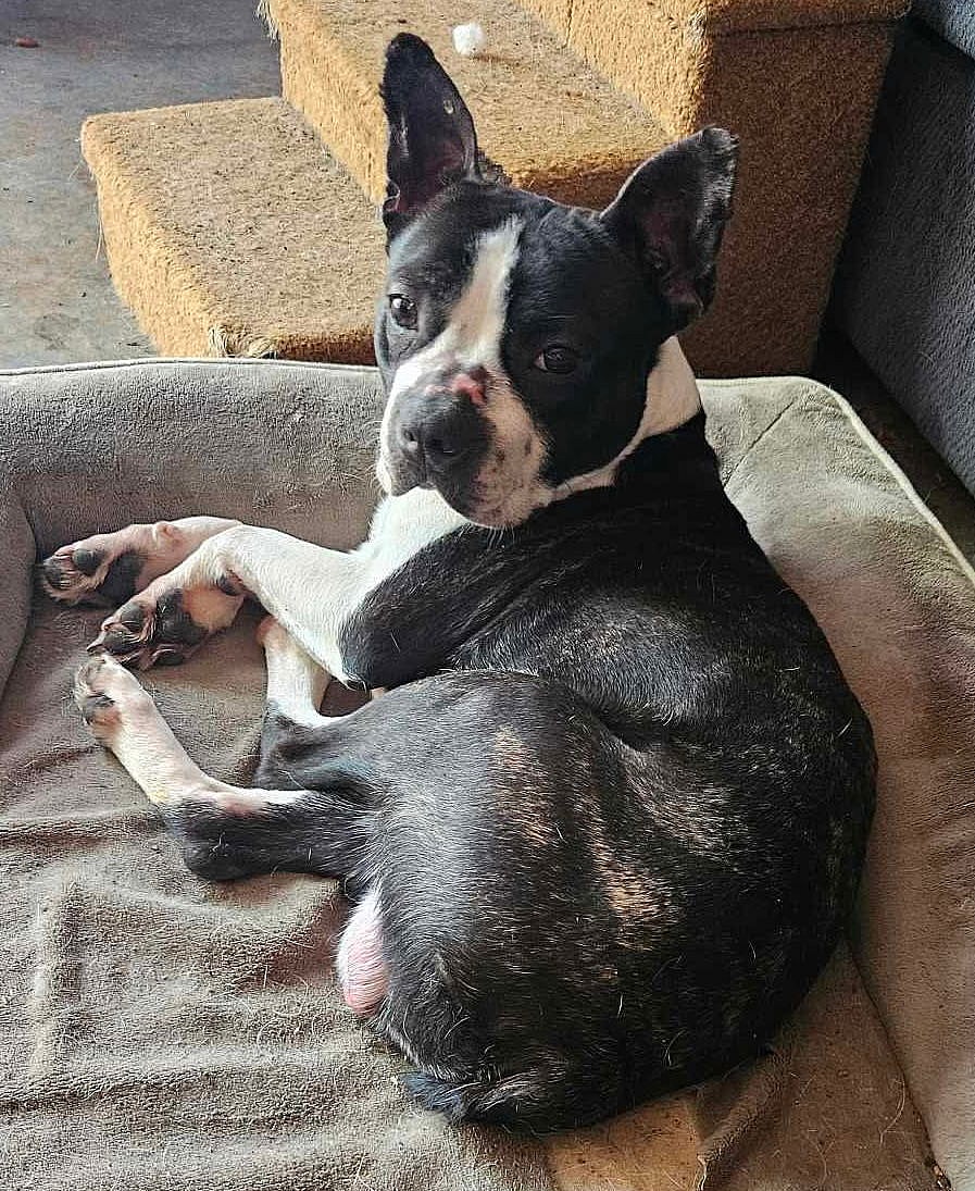 Bugsy: Not At shelter (Kendra)