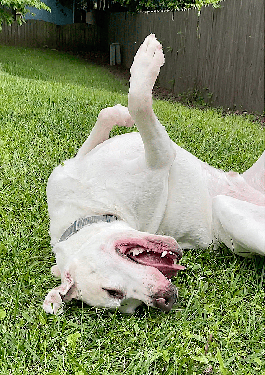 Bucky - Labrador Retriever