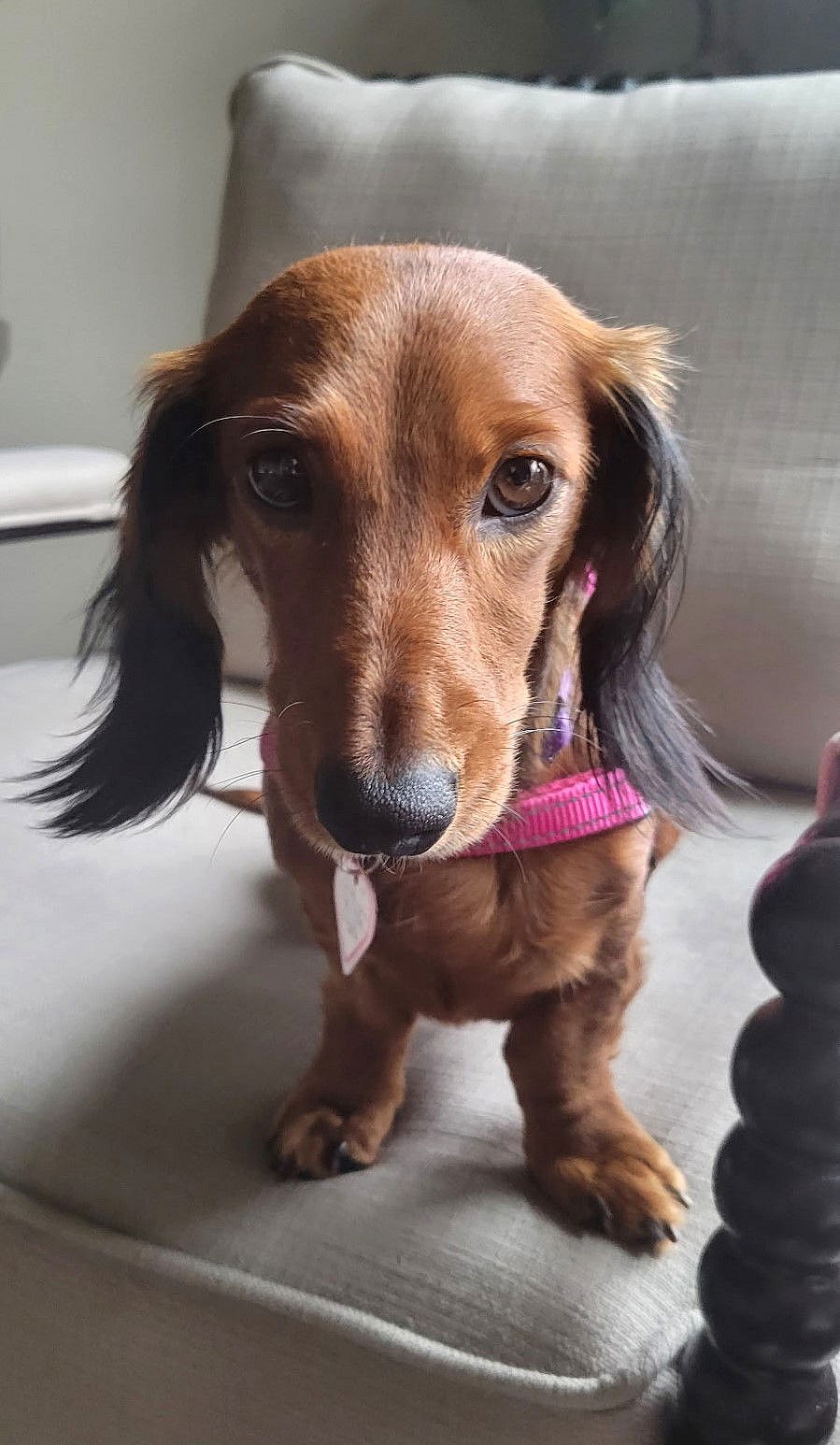 Pip in NC - Dachshund
