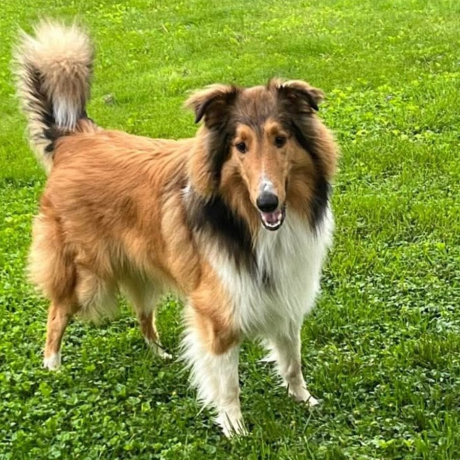 Mac adoption pending - Collie