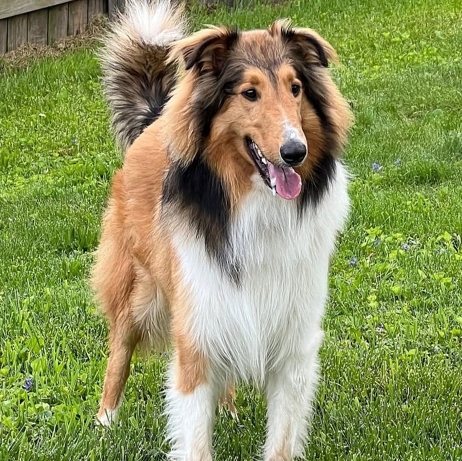 Mac adoption pending - Collie