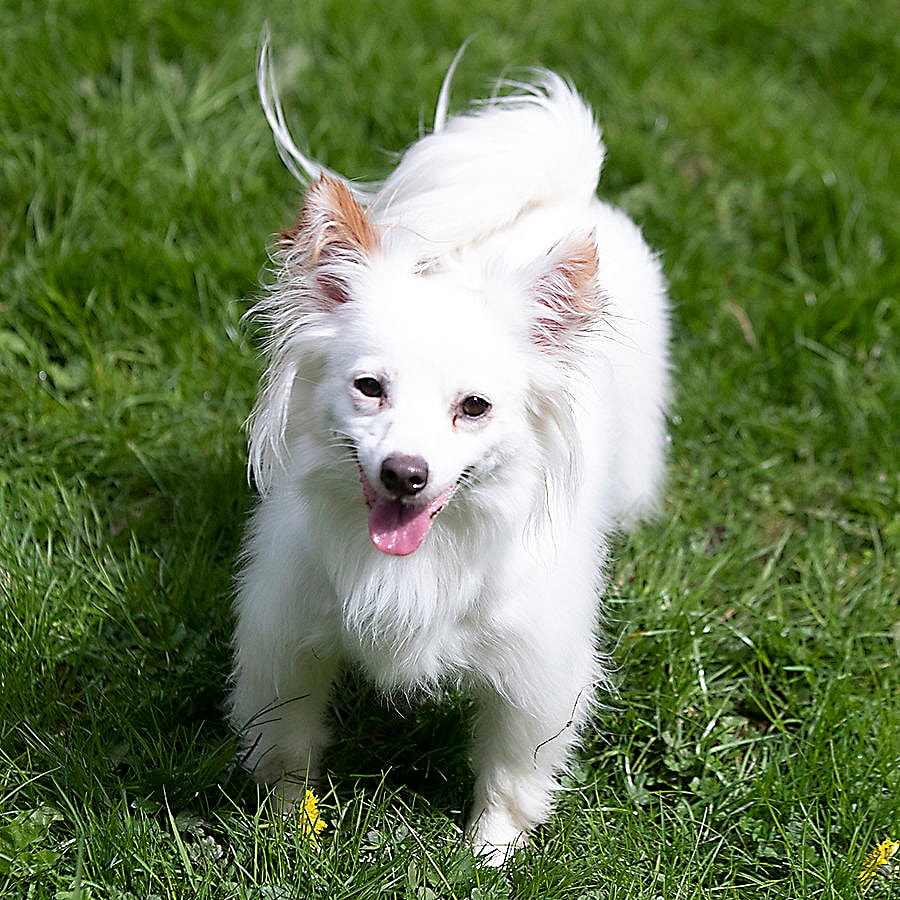 Beau a Jack Russell-Papillon Mix male