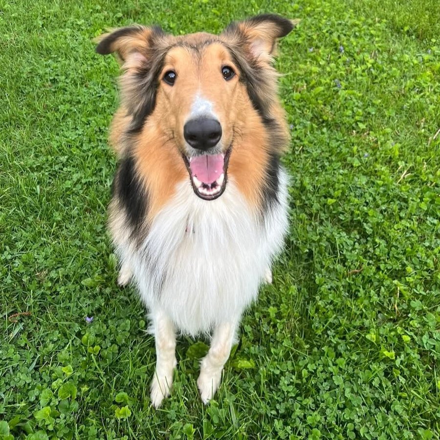 Mac adoption pending - Collie
