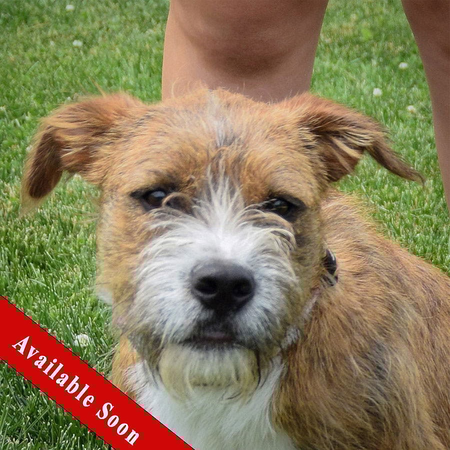 Benji - Wirehaired Fox Terrier