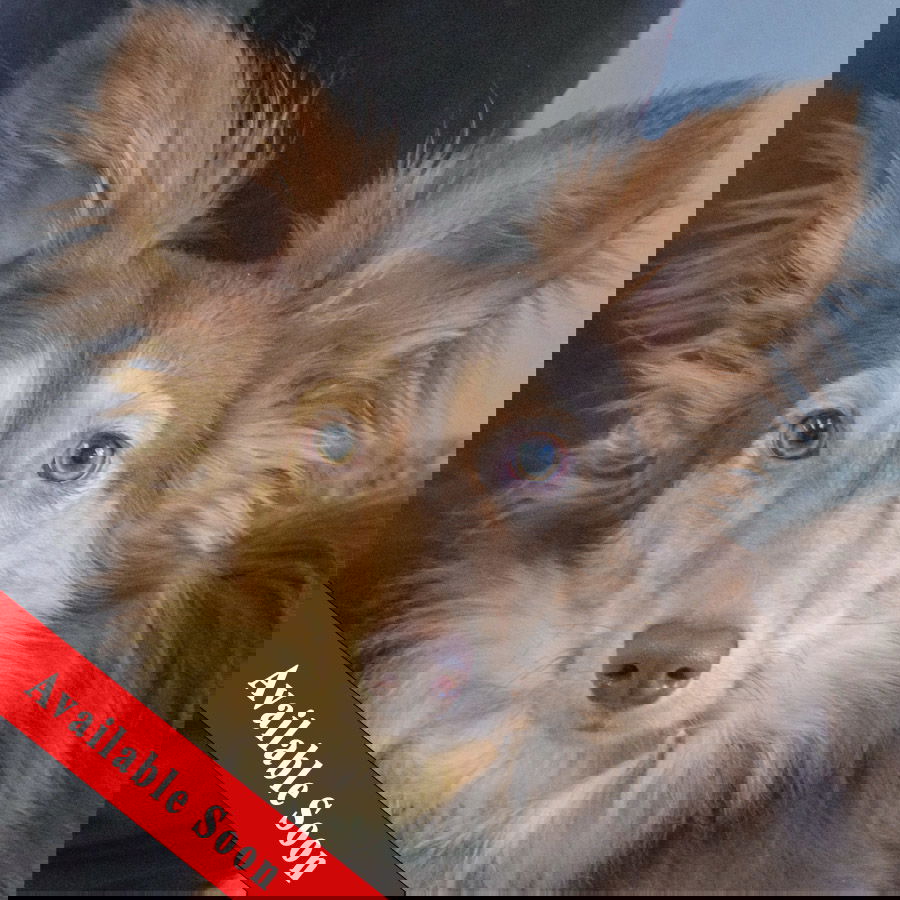 Mouse - Shetland Sheepdog Sheltie