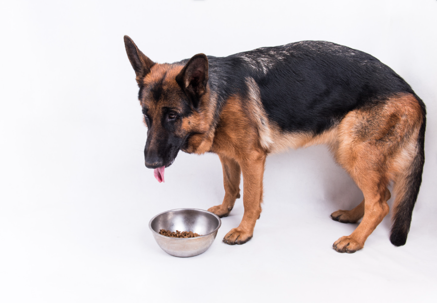 Best dog food for german Shepherds