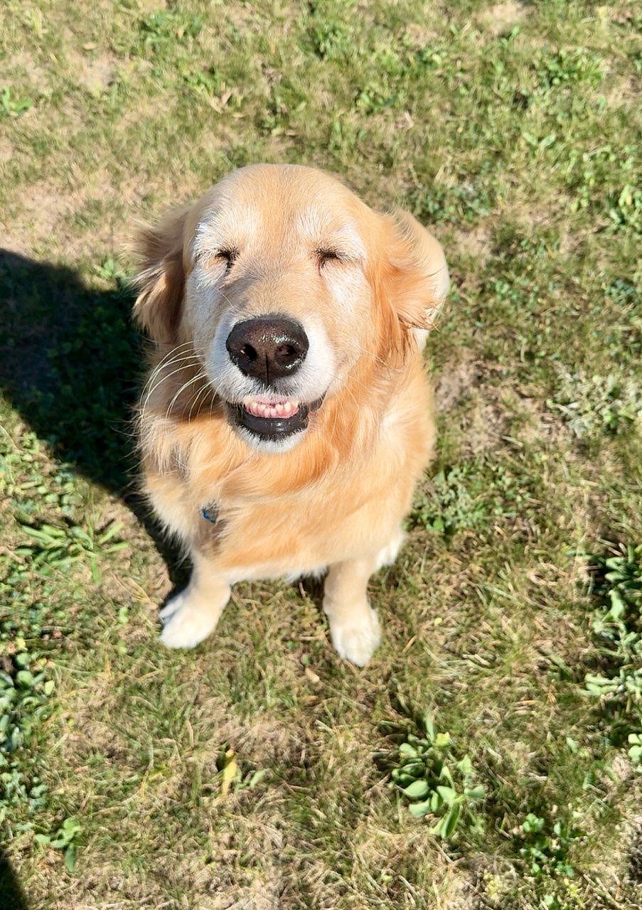 Bailey K - PENDING - Golden Retriever