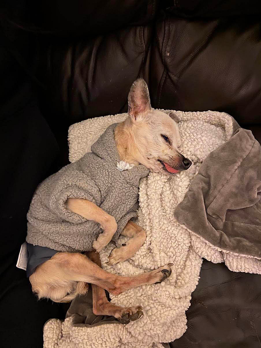 Couple Promised to Make 17 Year Old Blind Dog's Last Days Special. What They Achieved Was Beautiful