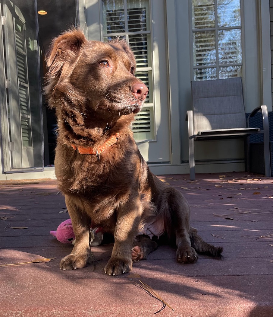 Ryley up for Adoption