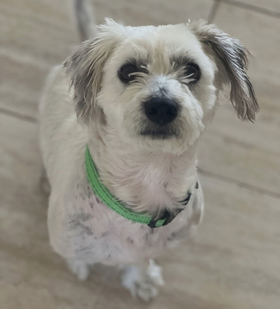 Rocky - Maltese