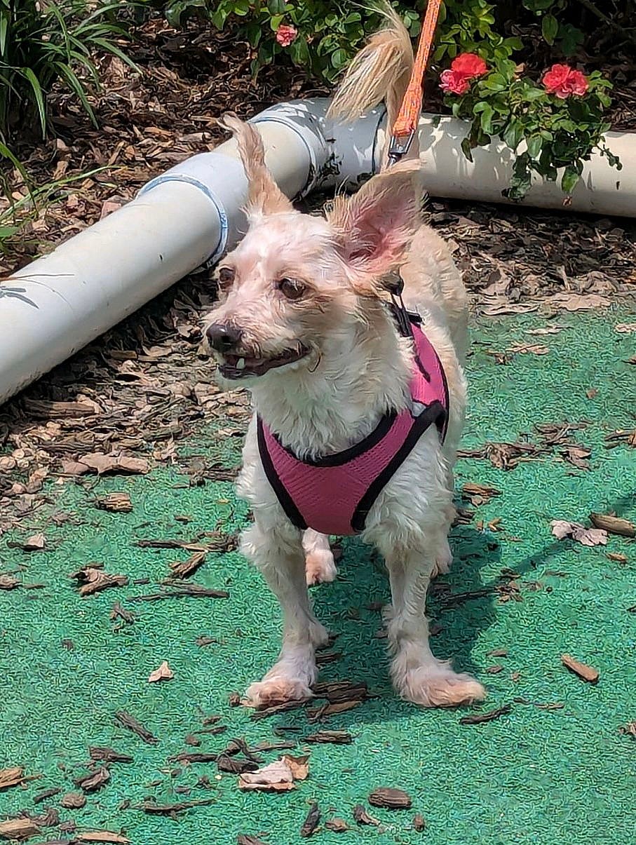 Heidi - Yorkshire Terrier Yorkie