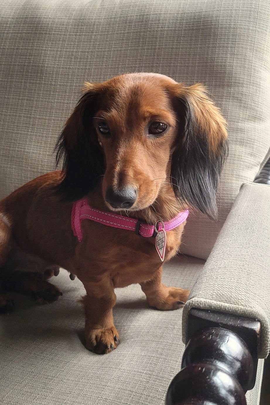 Pip in NC - Dachshund