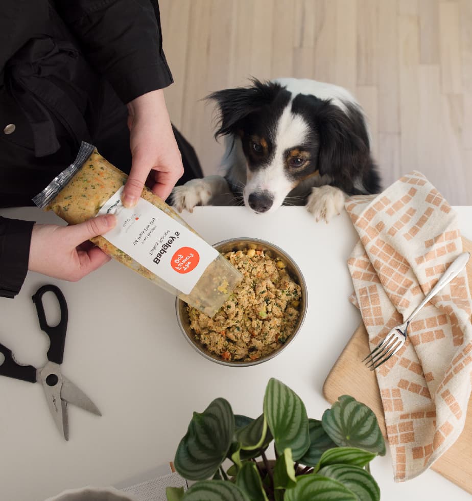 How to Help a Dog Lose Weight