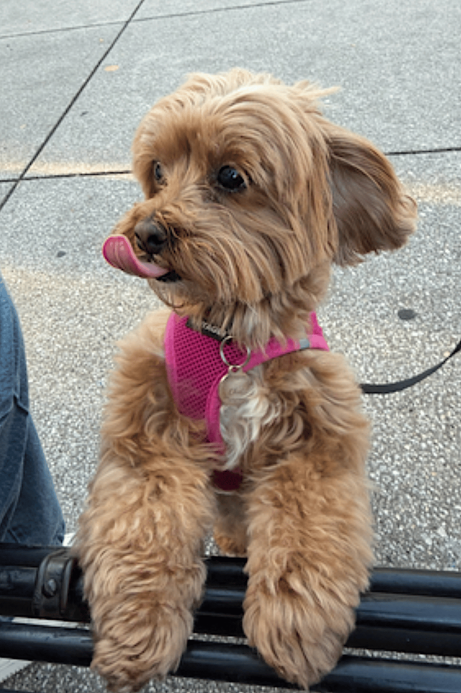 Chai - Maltese