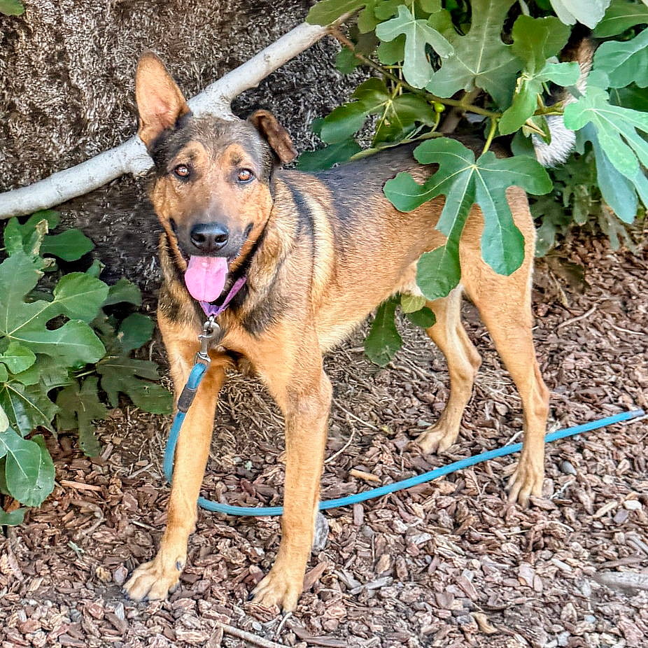 Timothee - German Shepherd Dog