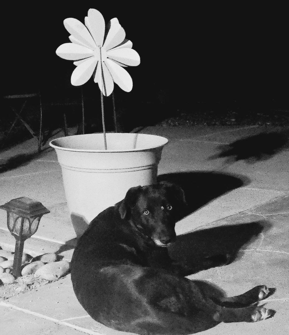 Emmy Lou