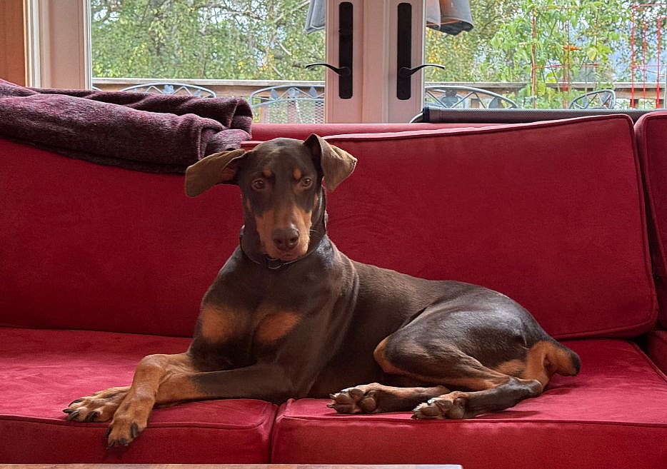 Copper - Doberman Pinscher