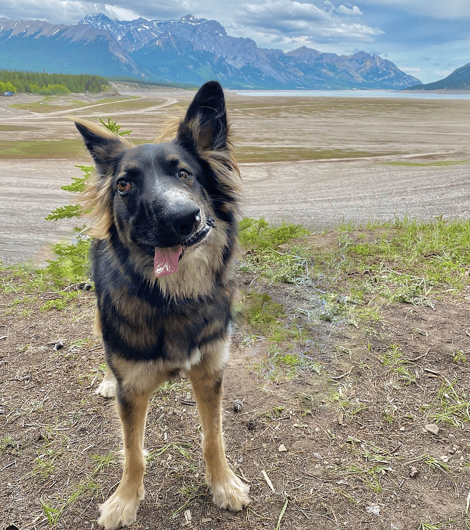 Rescue Dog has Unique ‘Picasso’ Face
