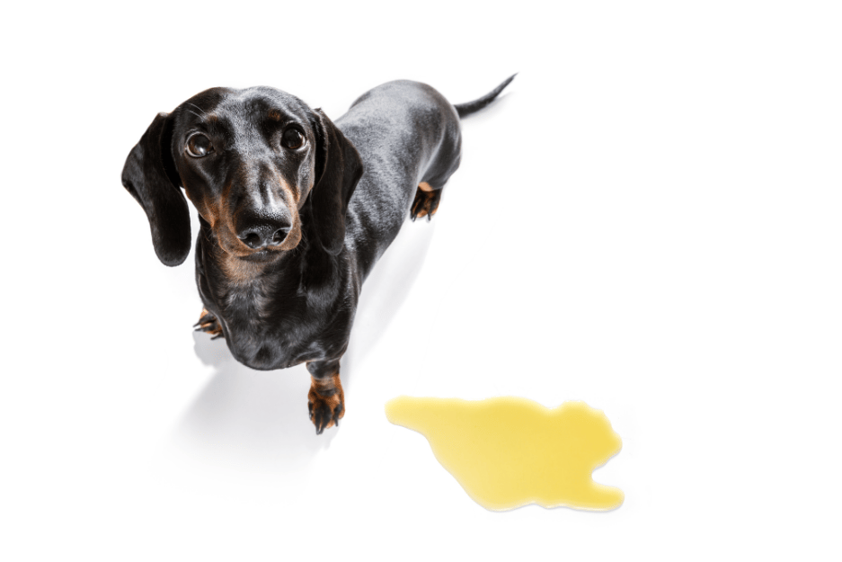 Why Does My Dog Pee on Her Bed: Shocking Reasons & Solutions