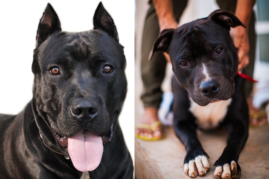 What Dog Breeds are Considered Pit Bulls: Unveiling Myths