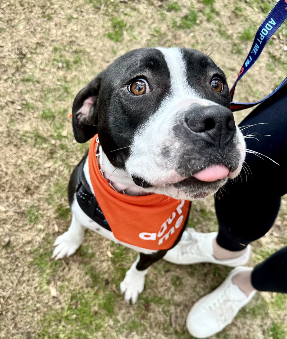 Molly up for Adoption