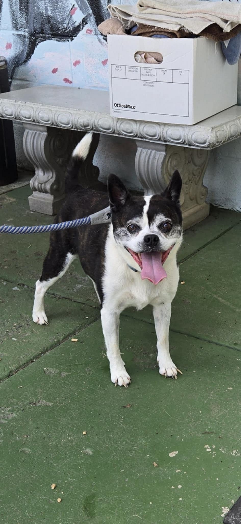 Rascal: Not at shelter (Kendra) - Boston Terrier
