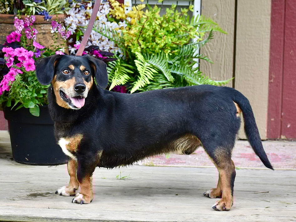 BUDDY - Basset Hound