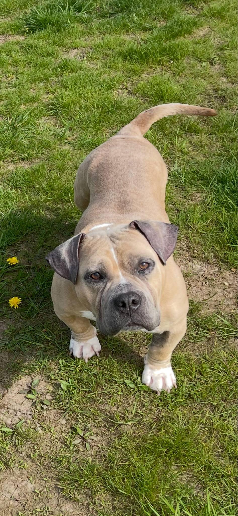 Sammy WAGar - American Staffordshire Terrier