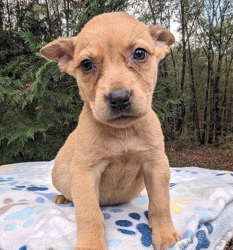 GRANGER up for Adoption