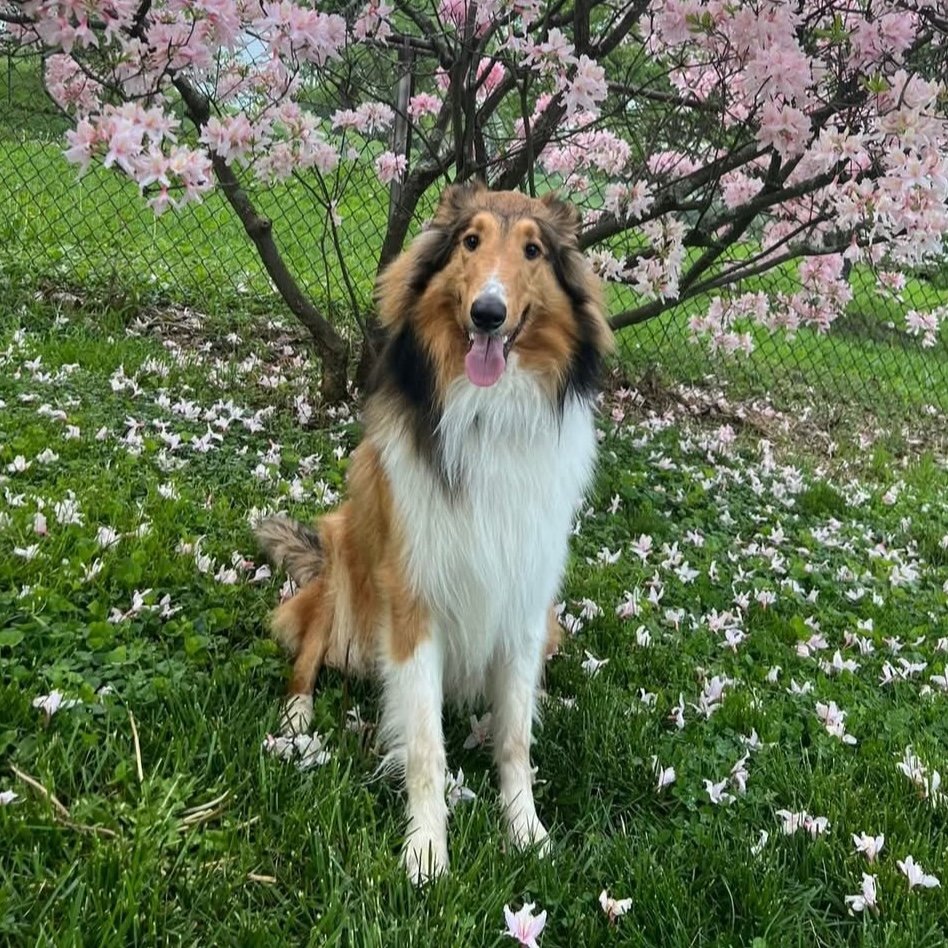 Mac adoption pending - Collie