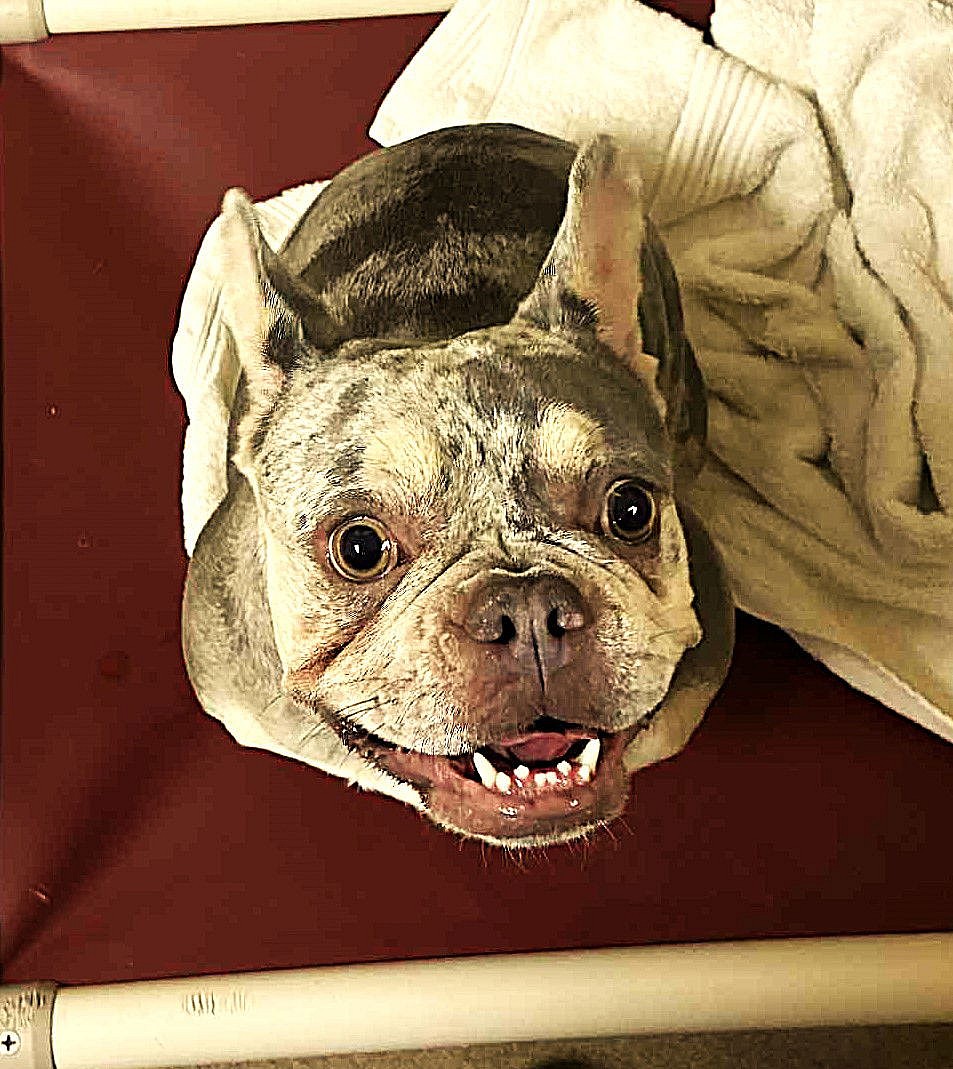 48339 - Coconut - French Bulldog
